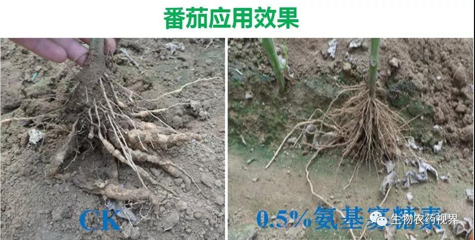 氨基寡糖素 - 植物的免疫衛士,根結線蟲的克星