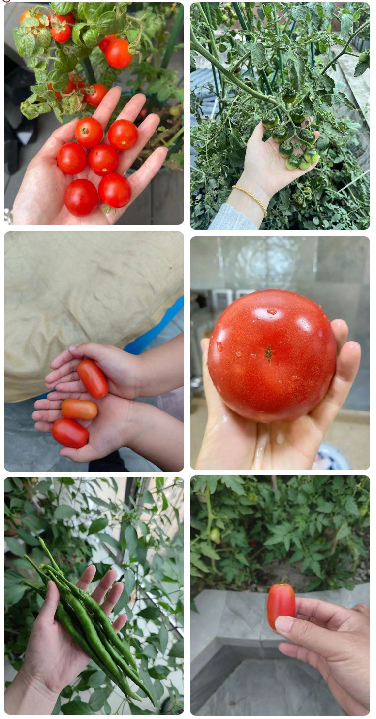 朝陽農(nóng)藝師系列活動(dòng) | “零”農(nóng)殘瓜果自己種,豐收喜報(bào)!